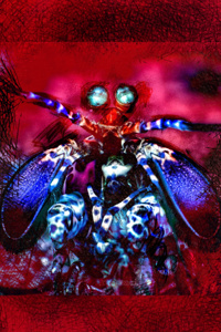 Decapod