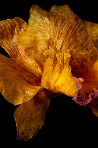 The Withering of Gold Vol. 1