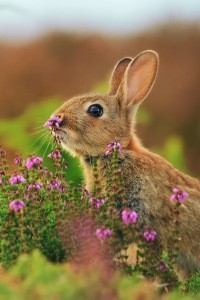 Fluffy Tails and Horned Heads